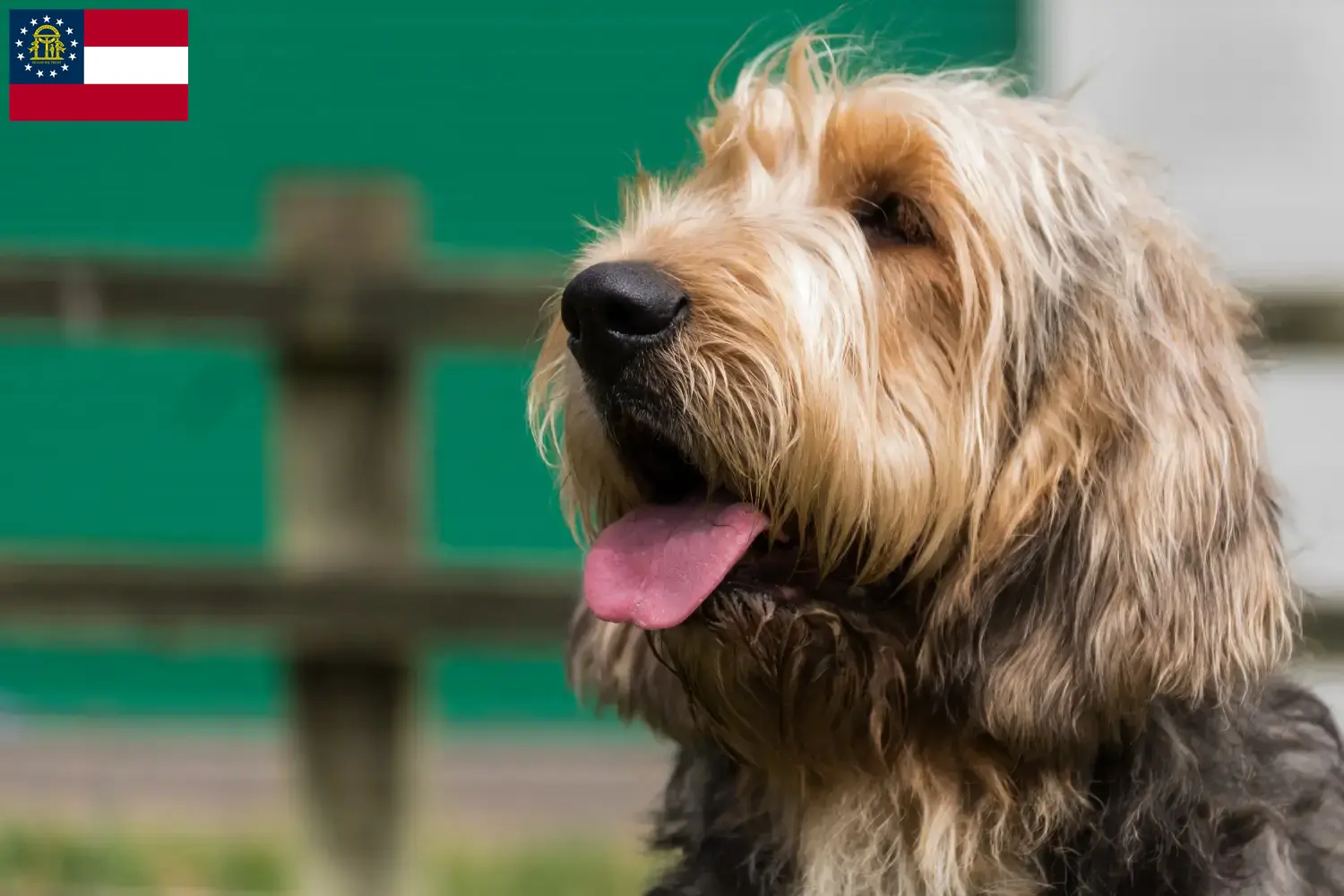 Otterhund puppies and breeders Georgia Find Otterhund breeders in Georgia.