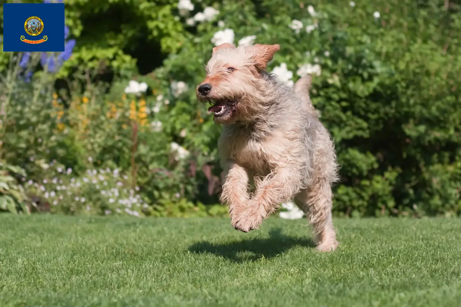 Otterhound puppies and breeders Idaho Find Otterhound breeders in Idaho.