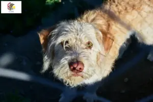 Read more about the article Otterhound breeders and puppies in Illinois