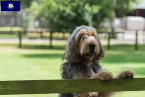 Read more about the article Otterhound breeders and puppies in Kentucky