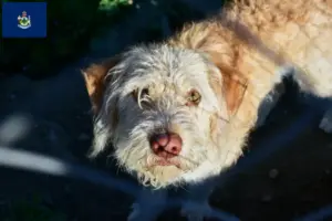 Read more about the article Otterhound breeders and puppies in Maine