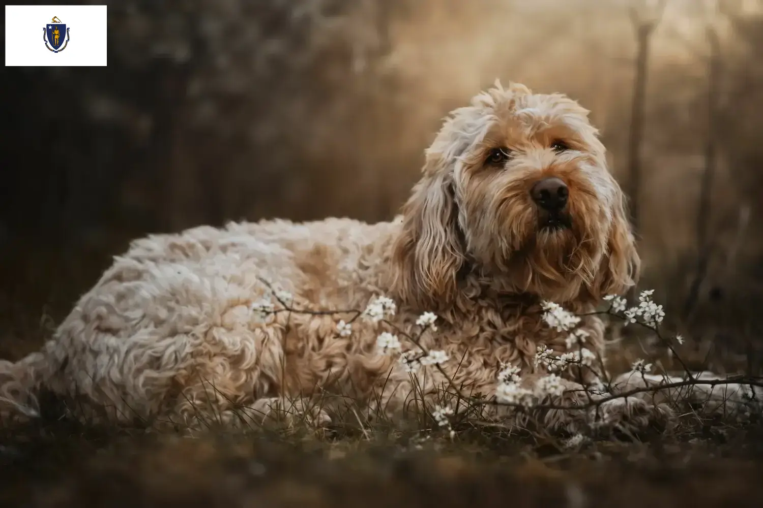 Otterhound puppies and breeders Massachusetts Find Otterhound breeders in Massachusetts.