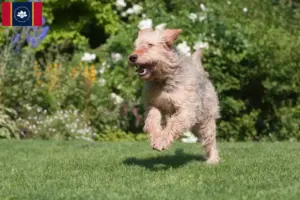 Read more about the article Otterhound breeders and puppies in Mississippi