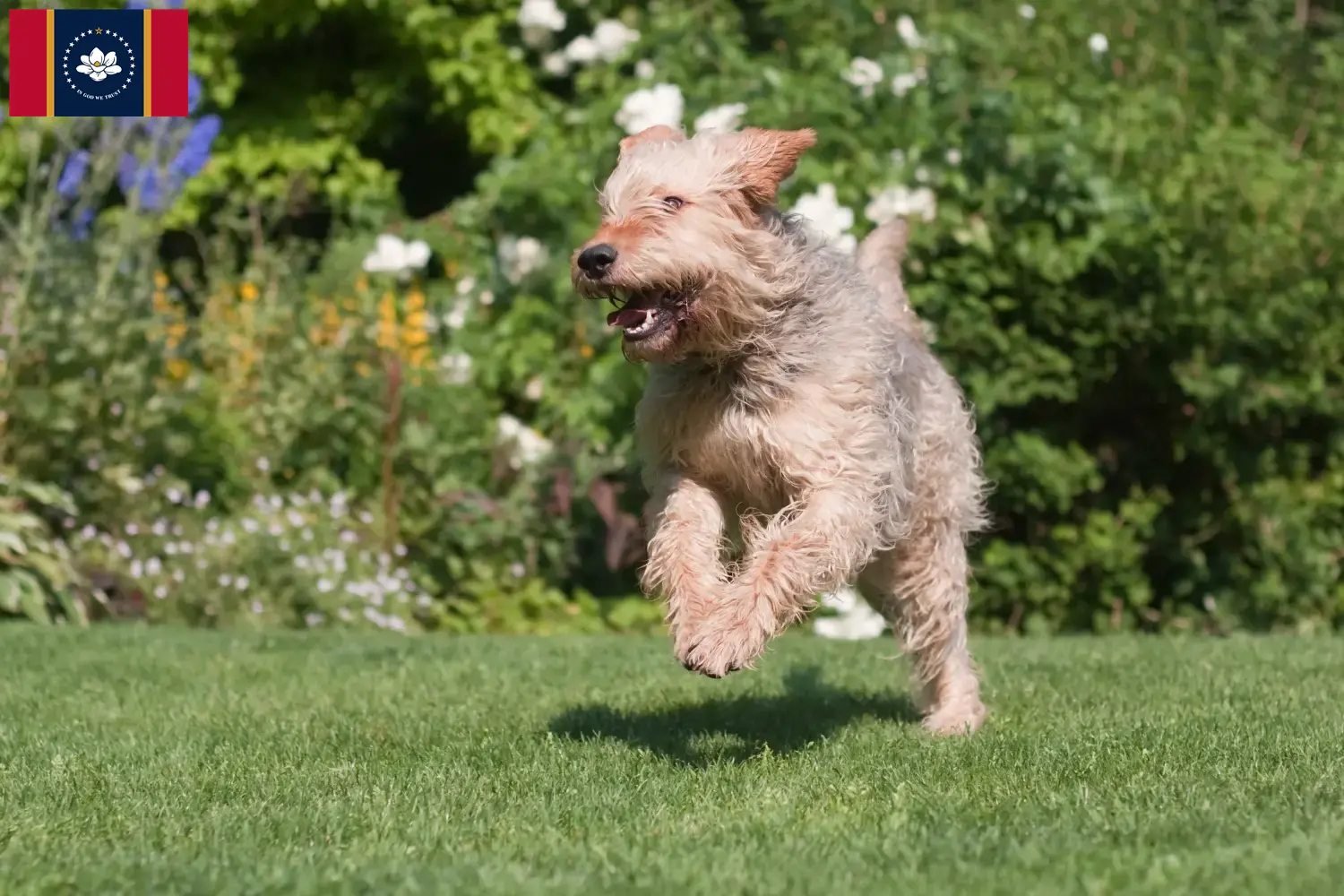 Otterhound puppies and breeders Mississippi Find Otterhound breeders in Mississippi.