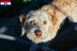 Read more about the article Otterhound breeders and puppies in Missouri