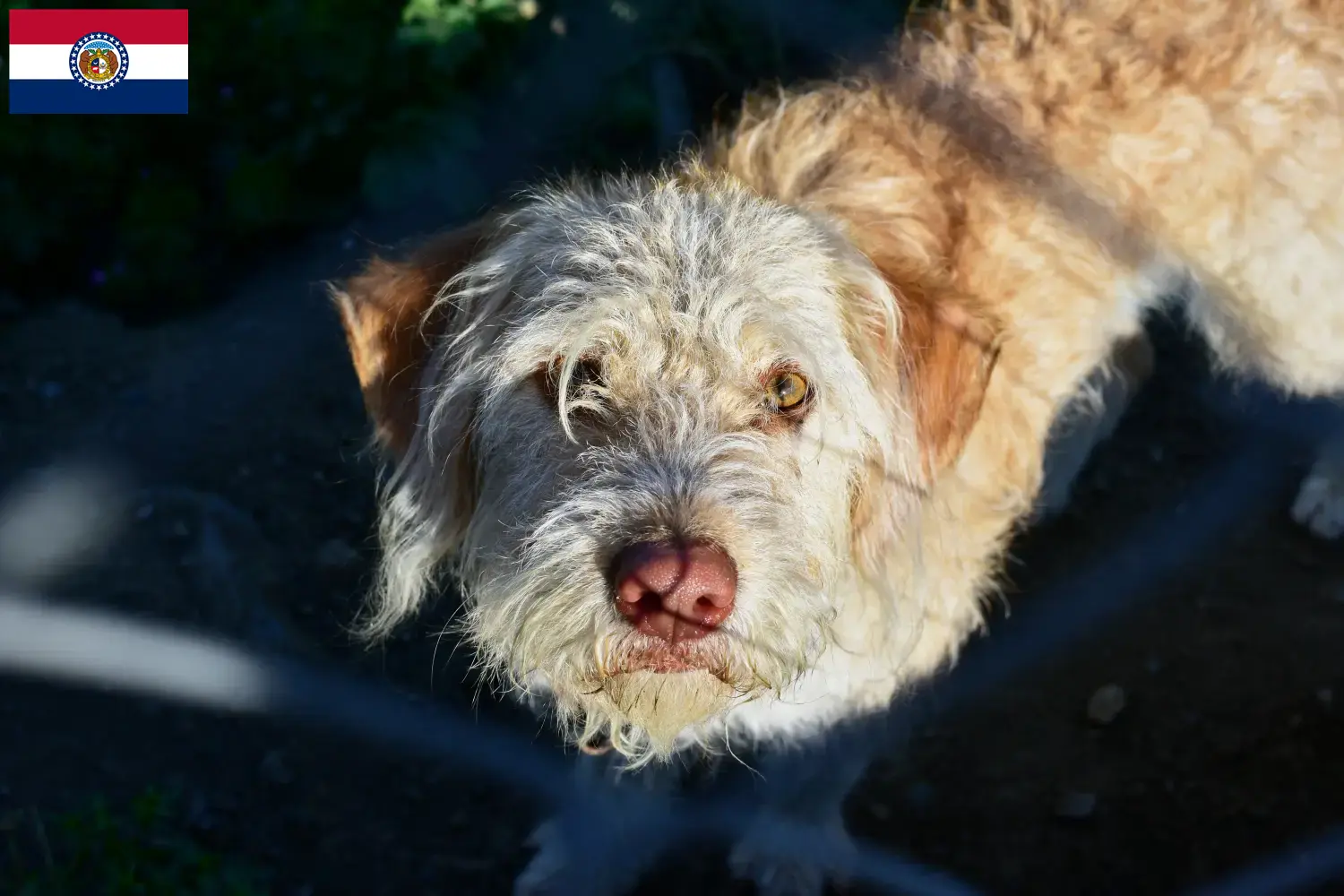 Otterhound puppies and breeders Missouri Find Otterhound breeders in Missouri.