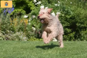 Read more about the article Otterhound breeders and puppies in New Jersey