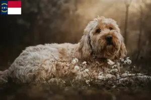 Read more about the article Otterhound breeders and puppies in North Carolina