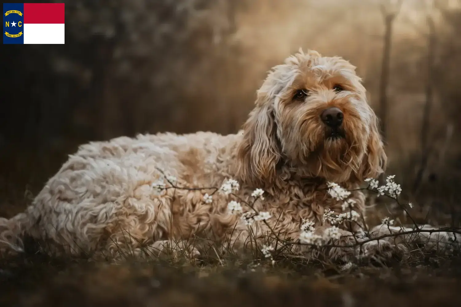 Otterhound puppies and breeders North Carolina Find Otterhound breeders in North Carolina.