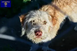 Read more about the article Otterhound breeders and puppies in Oregon