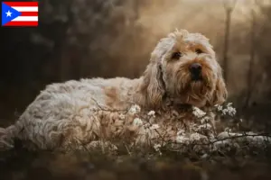Read more about the article Otterhound breeders and puppies in Puerto Rico