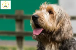Read more about the article Otterhound breeders and puppies in Rhode Island