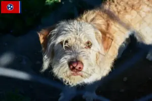 Read more about the article Otterhound breeders and puppies in Tennessee