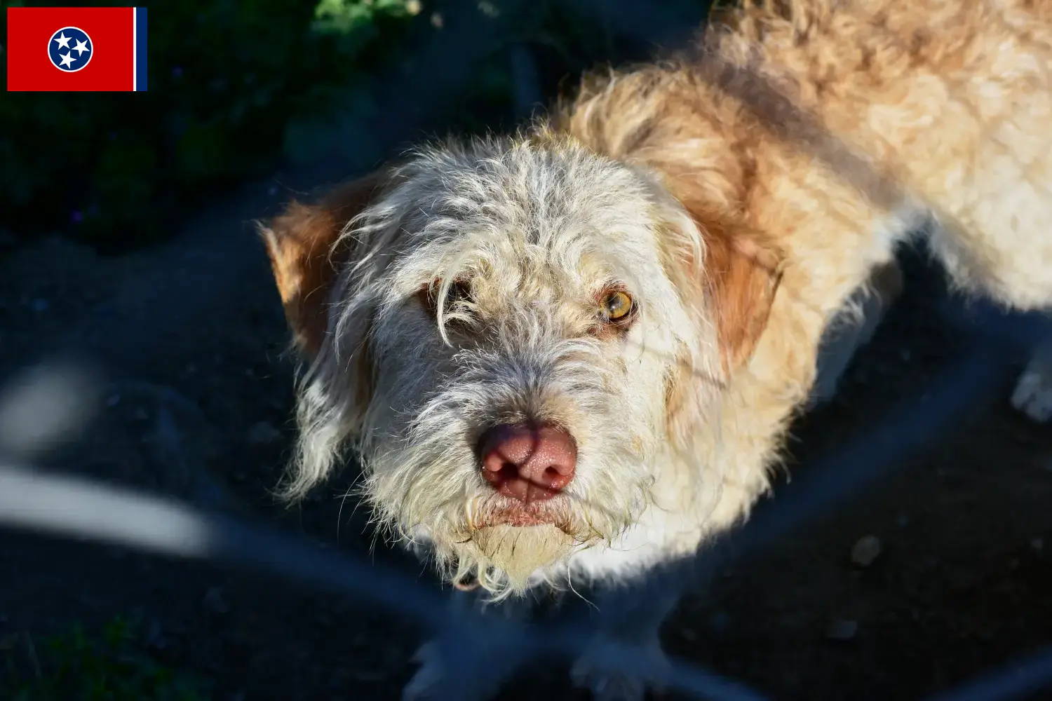 Otterhund puppies and breeder Tennessee Find Otterhound breeders in Tennessee.