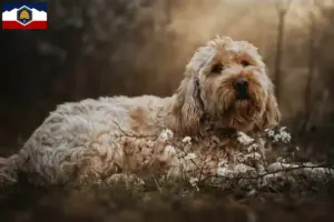Read more about the article Otterhound breeders and puppies in Utah