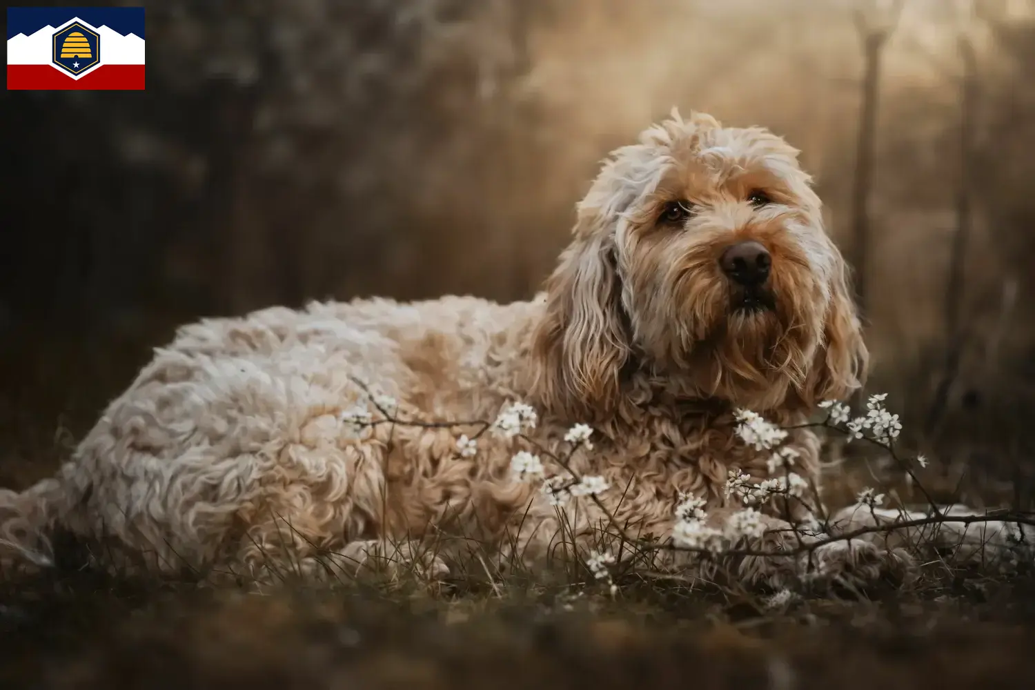 Read more about the article Otterhound breeders and puppies in Utah