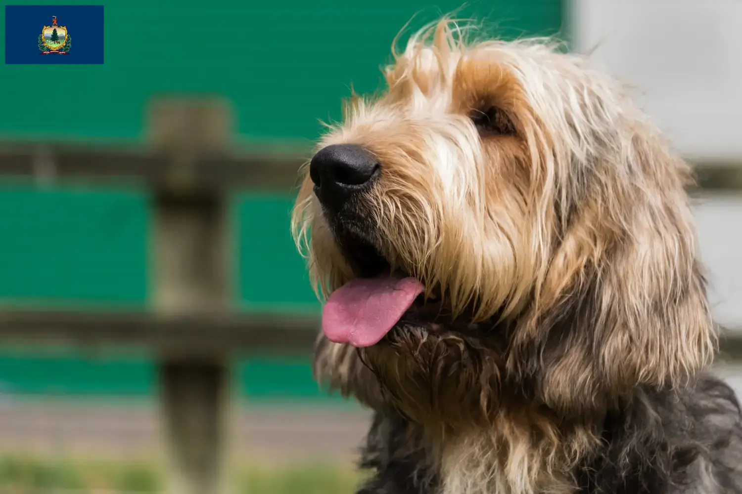 Read more about the article Otterhound breeders and puppies in Vermont
