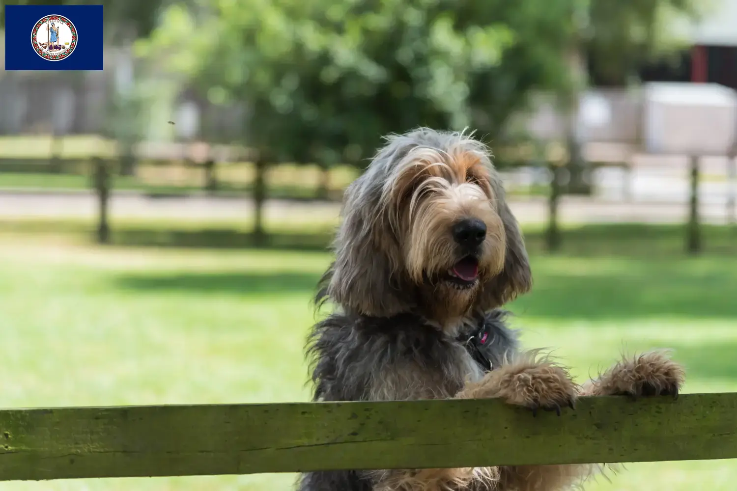 Read more about the article Otterhound breeders and puppies in Virginia