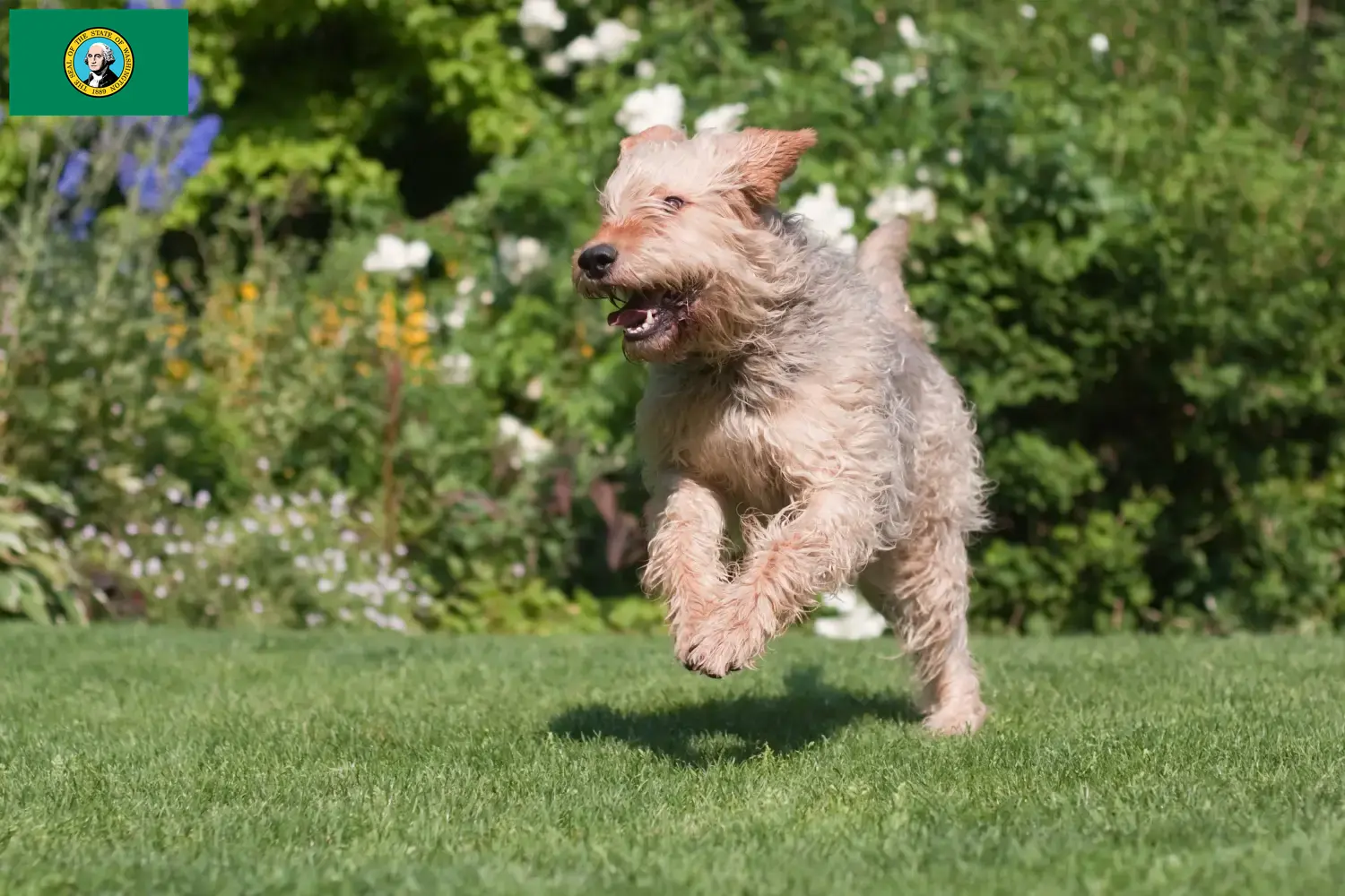 Read more about the article Otterhound breeders and puppies in Washington