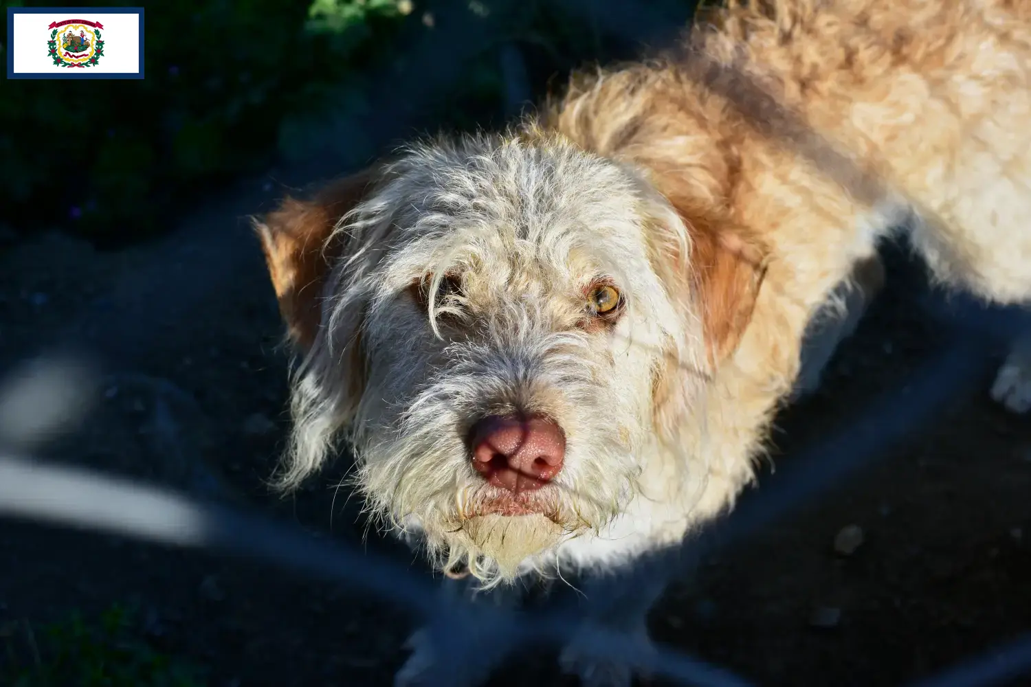 Read more about the article Otterhound breeders and puppies in West Virginia