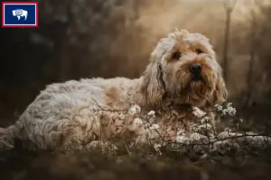Read more about the article Otterhound breeders and puppies in Wyoming