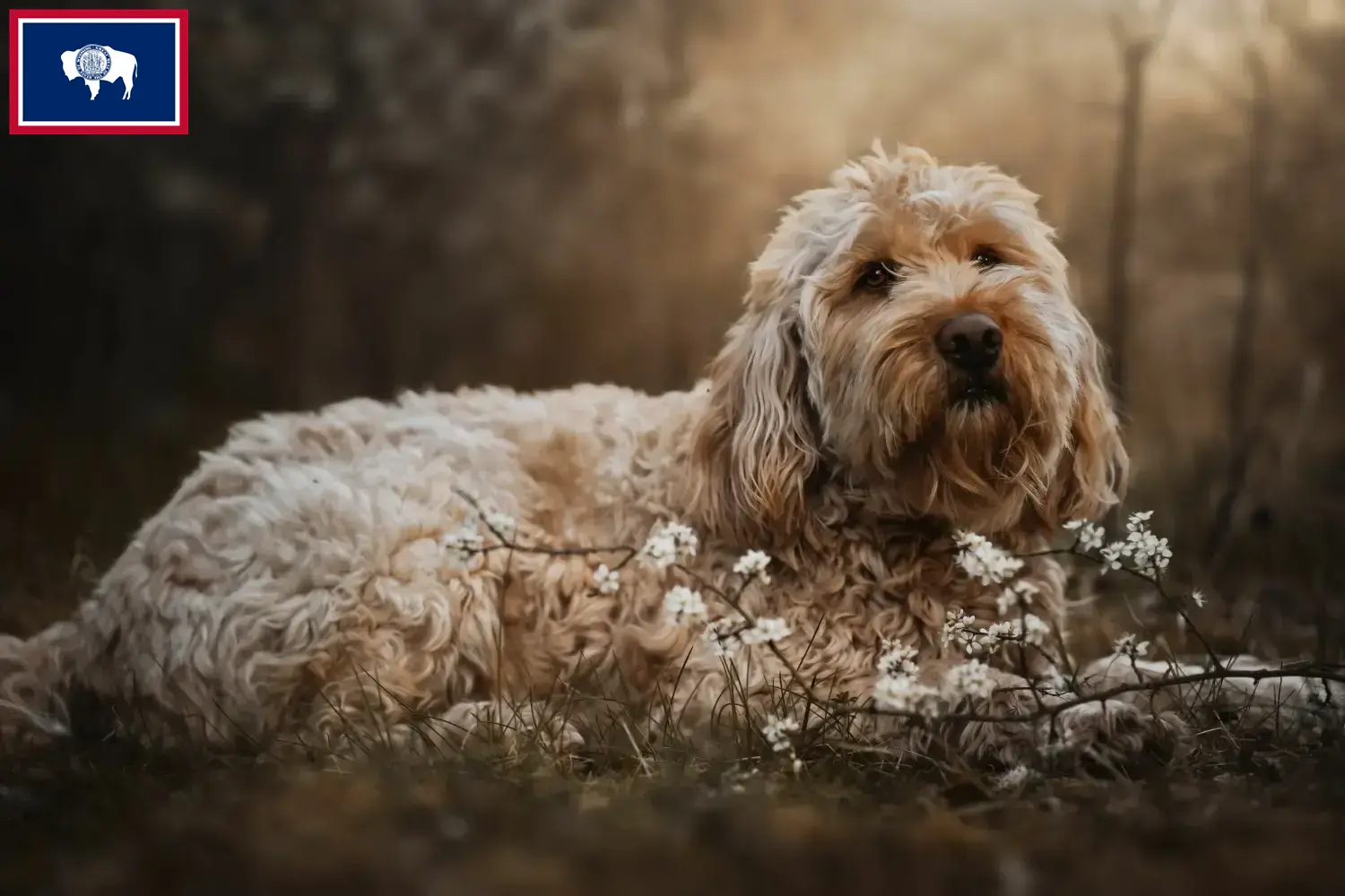 Otterhound puppies and breeders Wyoming Find Otterhound breeders in Wyoming.