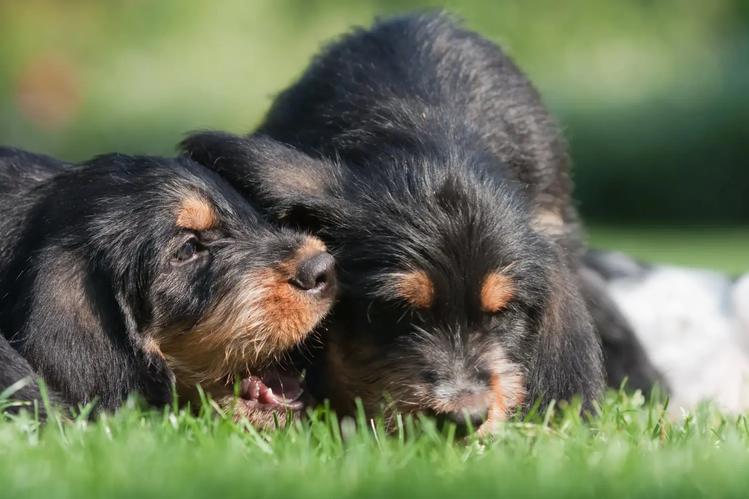 Buying an Otterhund puppy means taking responsibility! Buy Otterhund puppies.
