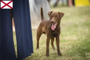 Read more about the article Patterdale Terrier breeders and puppies in Alabama