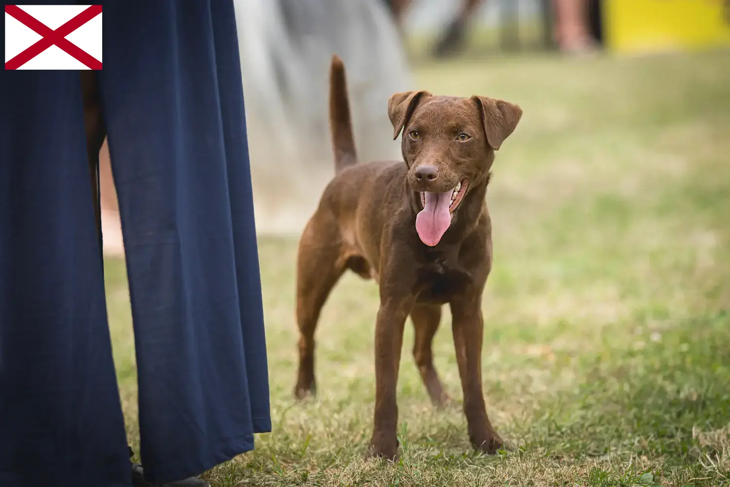 Patterdale Terrier puppies and breeders Alabama Find Patterdale Terrier breeders in Alabama.