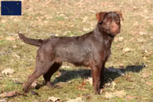 Read more about the article Patterdale Terrier breeders and puppies in Alaska