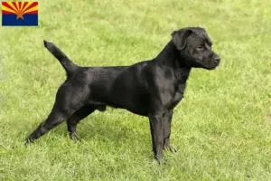 Read more about the article Patterdale Terrier breeders and puppies in Arizona