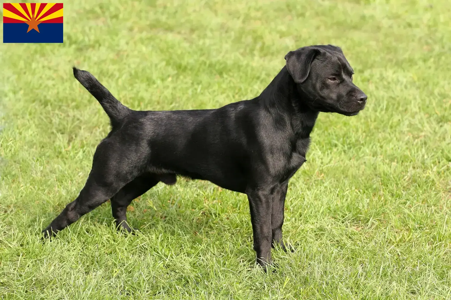 Patterdale Terrier puppies and breeders Arizona Find Patterdale Terrier breeders in Arizona.