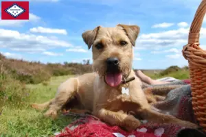 Read more about the article Patterdale Terrier breeders and puppies in Arkansas