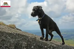 Read more about the article Patterdale Terrier breeders and puppies in California