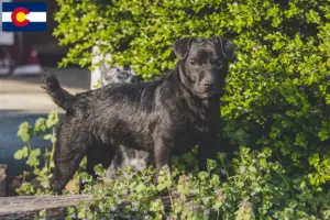 Read more about the article Patterdale Terrier breeders and puppies in Colorado