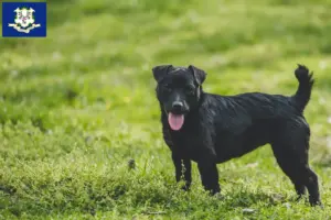 Read more about the article Patterdale Terrier breeders and puppies in Connecticut