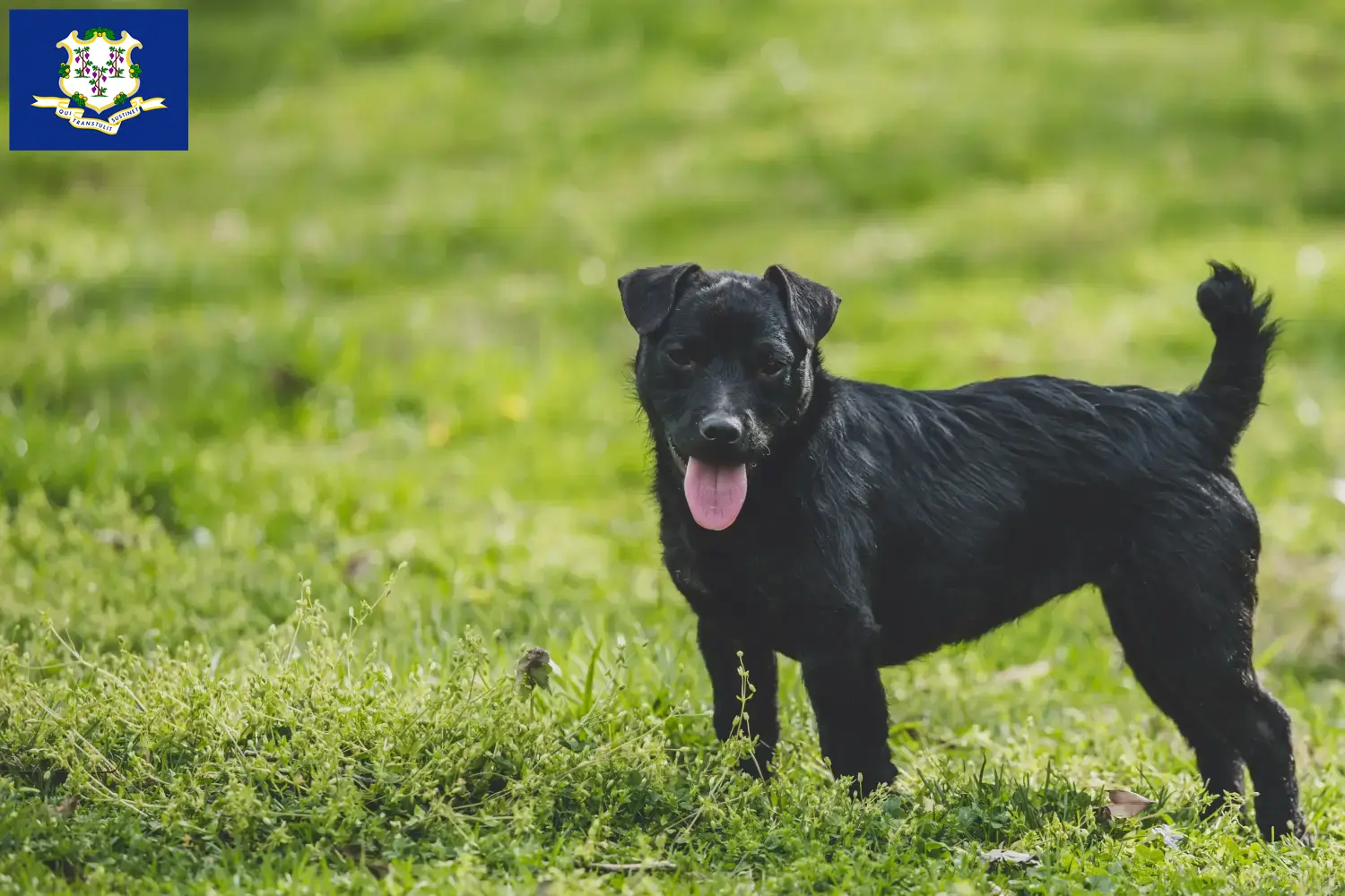 Patterdale Terrier puppies and breeders Connecticut Find Patterdale Terrier breeders in Connecticut.