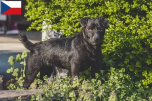 Read more about the article Patterdale Terrier breeders and puppies in the Czech Republic