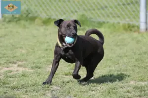 Read more about the article Patterdale Terrier breeders and puppies in Delaware