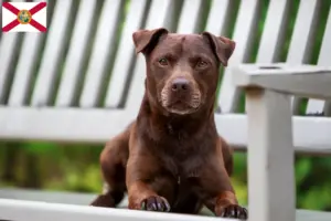 Read more about the article Patterdale Terrier breeders and puppies in Florida