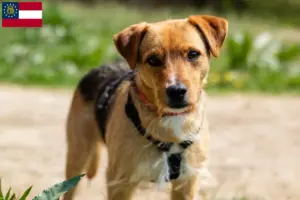Read more about the article Patterdale Terrier breeders and puppies in Georgia