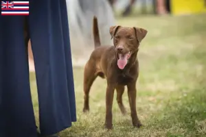 Read more about the article Patterdale Terrier breeders and puppies in Hawaii