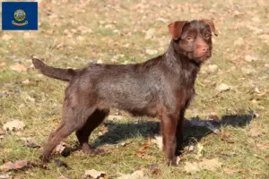 Read more about the article Patterdale Terrier breeders and puppies in Idaho