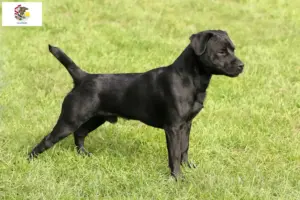 Read more about the article Patterdale Terrier breeders and puppies in Illinois