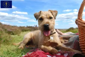 Read more about the article Patterdale Terrier breeders and puppies in Indiana