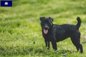 Read more about the article Patterdale Terrier breeders and puppies in Kentucky
