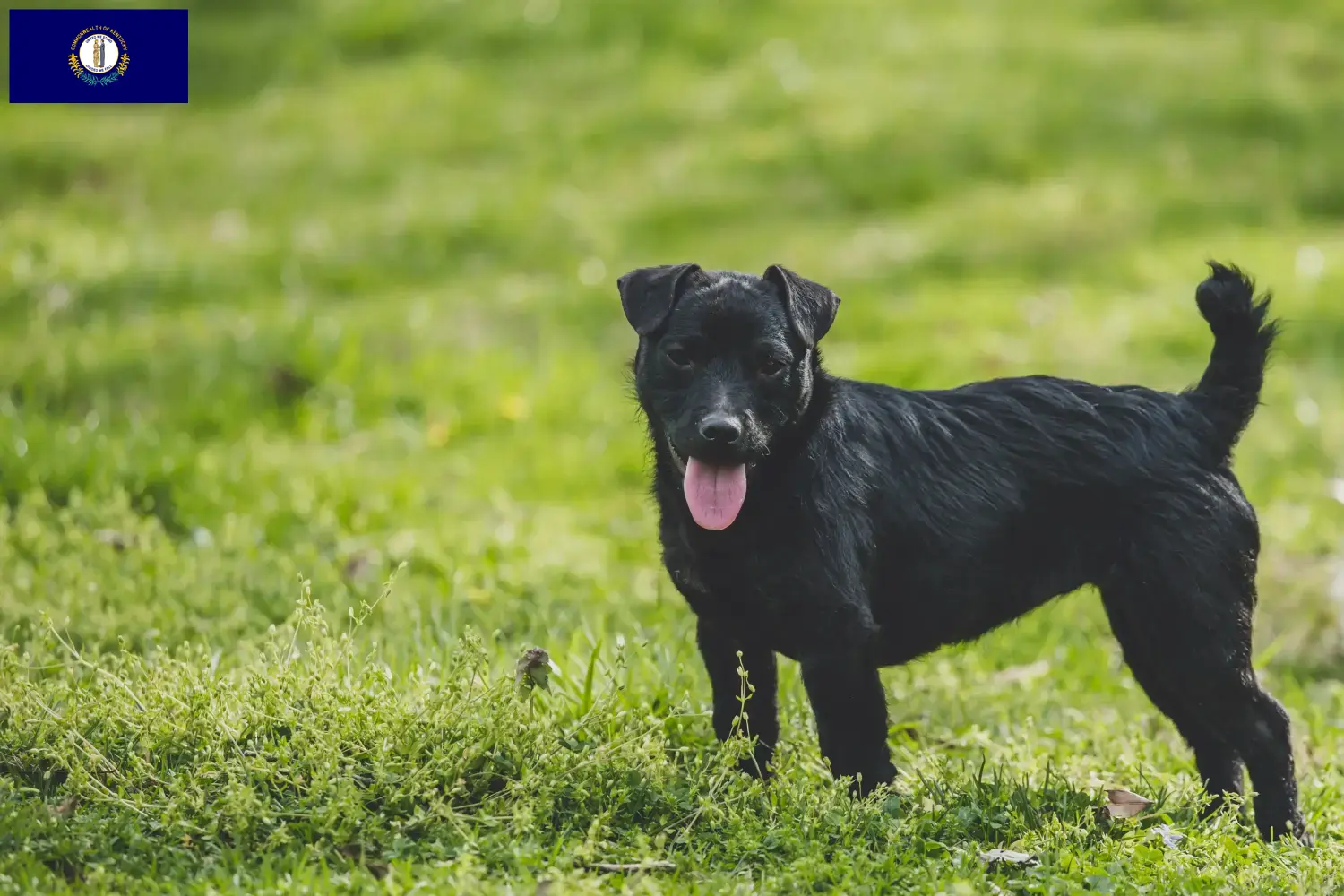 Patterdale Terrier puppies and breeders Kentucky Find Patterdale Terrier breeders in Kentucky.
