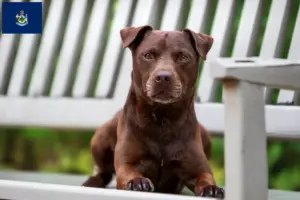 Read more about the article Patterdale Terrier breeders and puppies in Maine