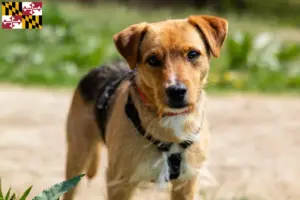Read more about the article Patterdale Terrier breeders and puppies in Maryland