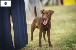Read more about the article Patterdale Terrier breeders and puppies in Massachusetts